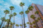 circle-of-palms_0.jpg
