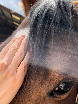 massage tete cranial cheval solehorsecare