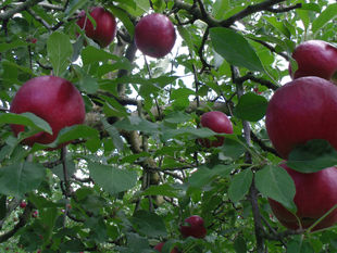 「千秋」終了、「紅玉」打ち止めです<(_ _)>