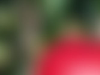 ジョナゴールド収穫中です