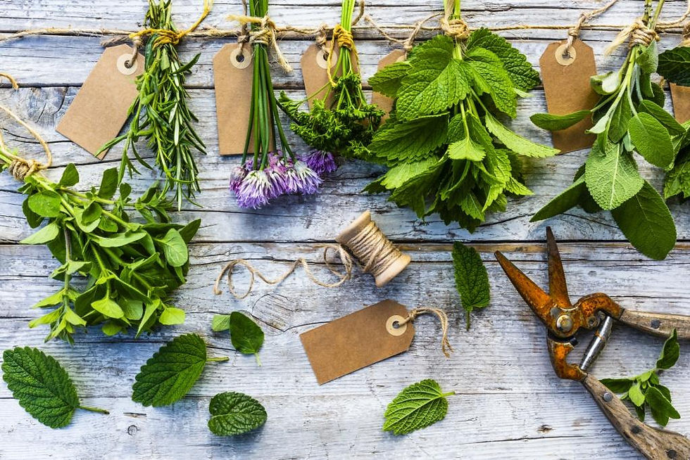 Savoir cuisiner les fines herbes (en bref)