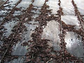 Fall Season Roofing in Calgary