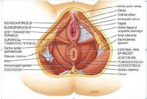 A Beginners Guide To Pelvic Floor Muscle Exercise