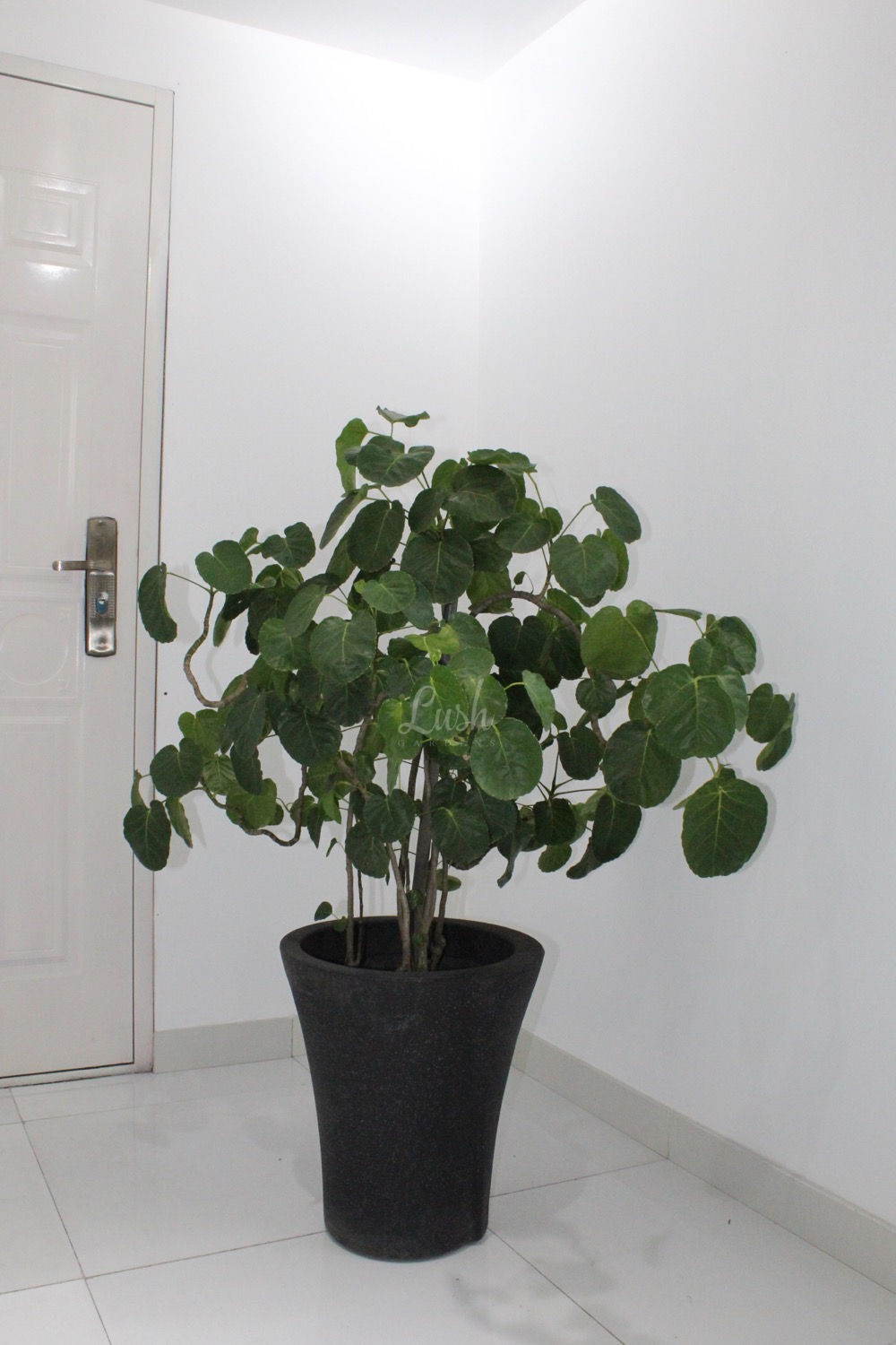 Polyscias Scutellaria