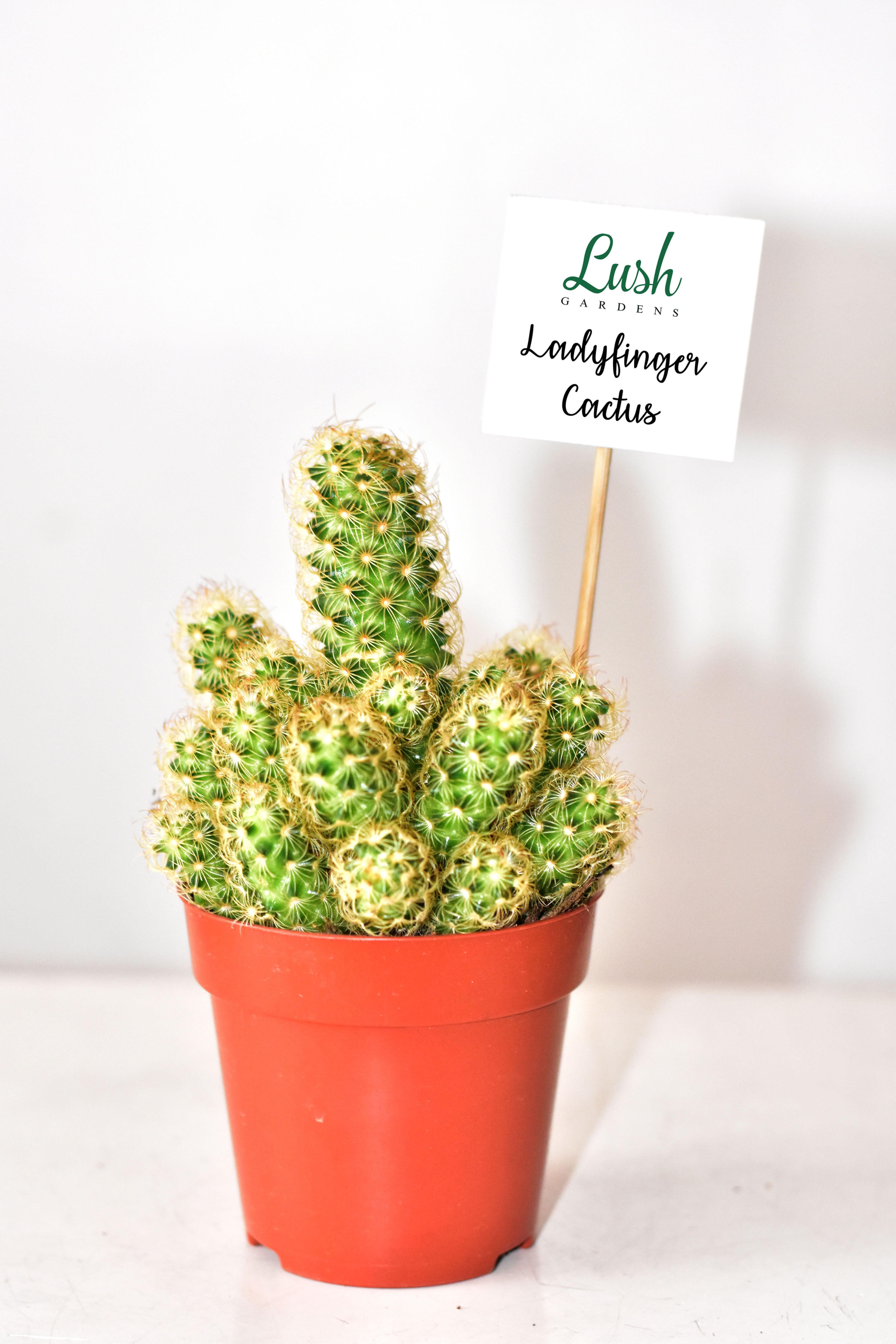 Lady Finger Cactus