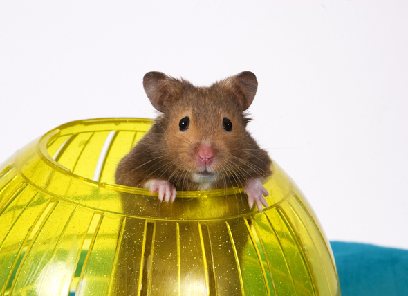 CANS-Hamster-Ball-91226846.webp