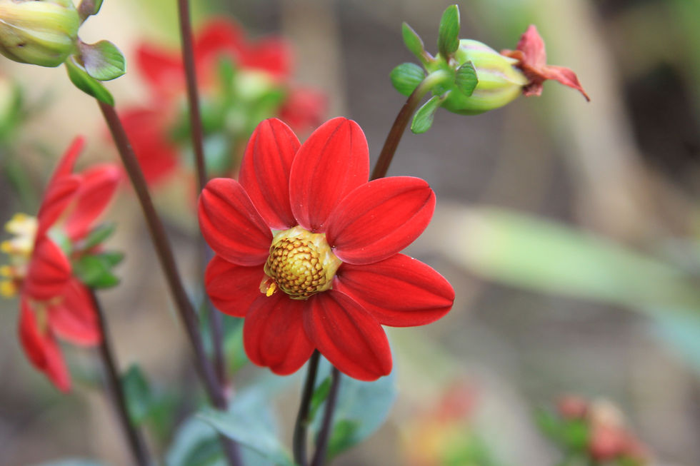 Member Garden Visit [members only]