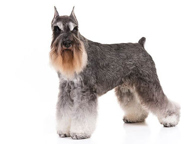 A Miniature Schnauzer on an all white background
