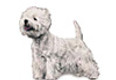 West Highland White Terrier