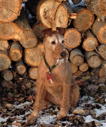 An Irish Terrier sitting in front of a wood pile