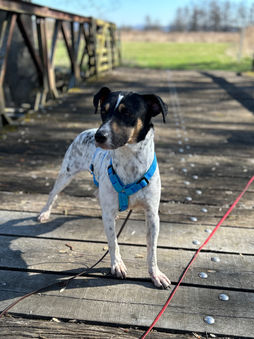 PS in 86732 Oettingen: LUCIO - 12/2023 - endlich raus aus dem Tierheim, rein ins Leben