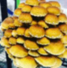 Chestnut Mushrooms