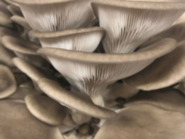 King Blue Oysters