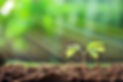 semence-kokopelli_edited_edited.jpg