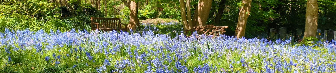 Bluebells in a woodland