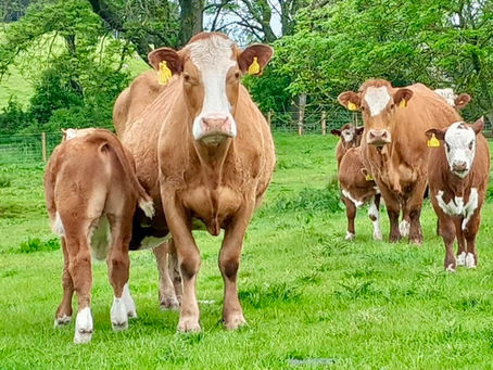 TYNE VALLEY SUCKLER HERD TURNS TO THE POWER OF THE HEREFORD