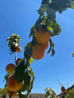 IMG_8055.jpeg