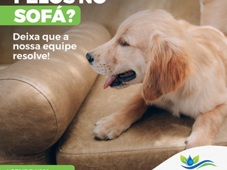 Pelos no Sofá? Deixa que a Nossa Equipe Resolve