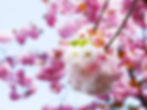 Cherry Blossom 2026