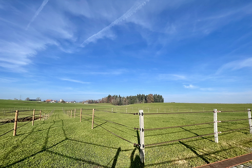 Weiden.HEIC