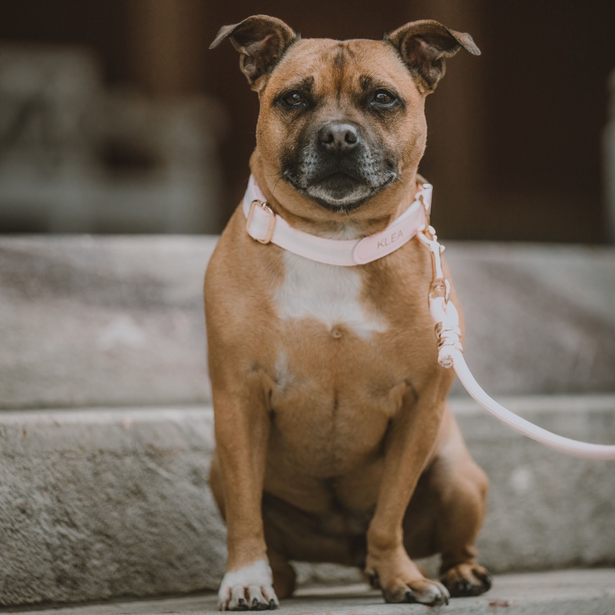 KLEA Heart dog collar I Pink White