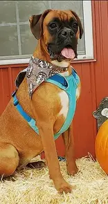 Serendipity's European Boxers