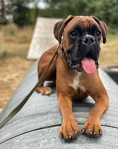Serendipity's European Boxers
