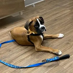 Serendipity's European Boxers