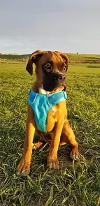 Serendipity's European Boxers