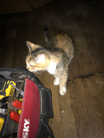 A cat sniffs Dustin's tools during a Steadfast Home Repairs project in Portland, Oregon