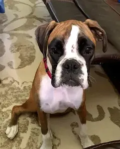 Serendipity's European Boxers