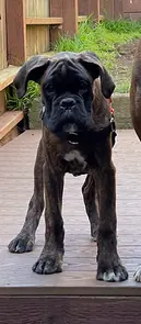 Serendipity's European Boxers