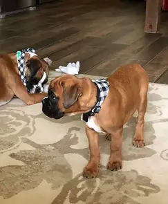 Serendipity's European Boxers