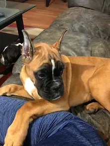 Serendipity's European Boxers