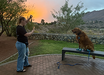 Me taking a picture of my dog on a bench PICTURE.HEIC