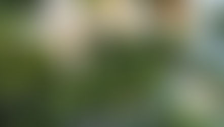 Festive Decorating Ideas | What's Your Christmas Style?