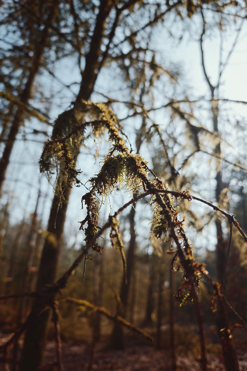 Straight out of camera forest - Leica Leitz Xiaomi phone