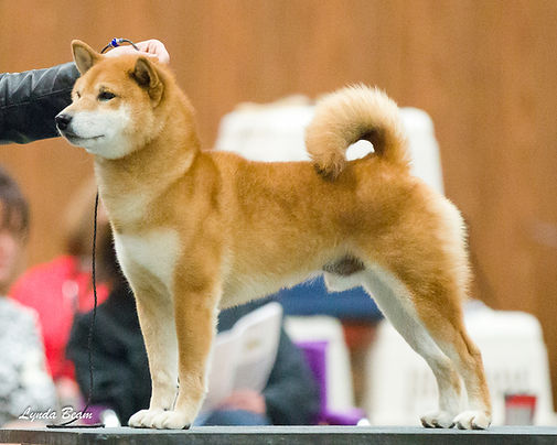 Ichi 2011 National.jpg