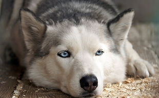 Chien type husky couché à l'intérieur