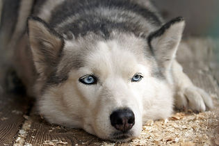 resting dog