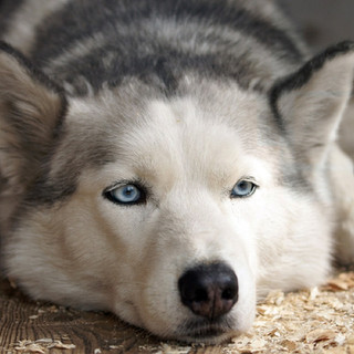 Husky
