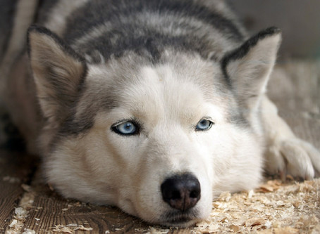 Is your dog depressed? How to read the warning signs