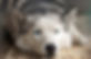 Husky