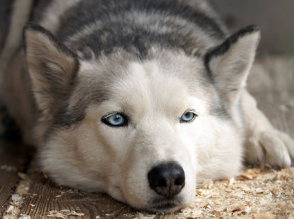 Husky