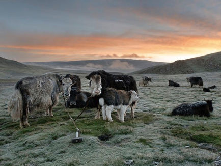 Tibetan Camping Retreat