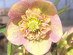 奥信濃クリスマスローズファーム