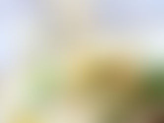 リンゴと白菜のサラダ