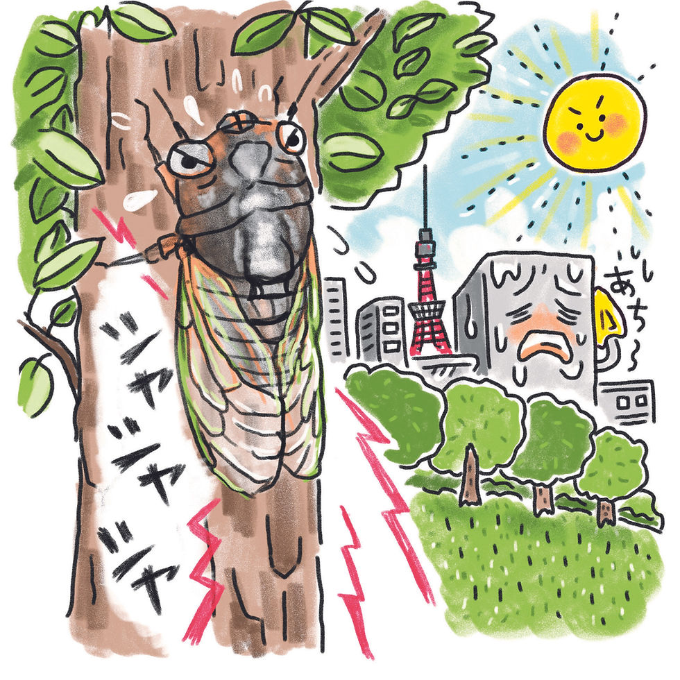 増加するクマゼミ