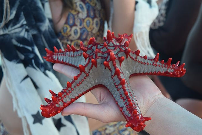 Sea star