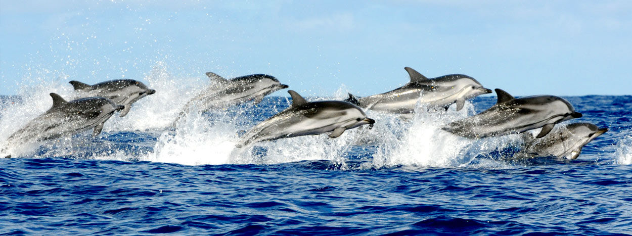 DOLPHINS